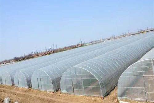 单体拱棚.jpg